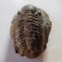 Reedops decorus (Hawle & Corda, 1847) - velikost 70 mm (sag), Praha, Dalejské údolí - zlíchovské souvrství, spodní ems